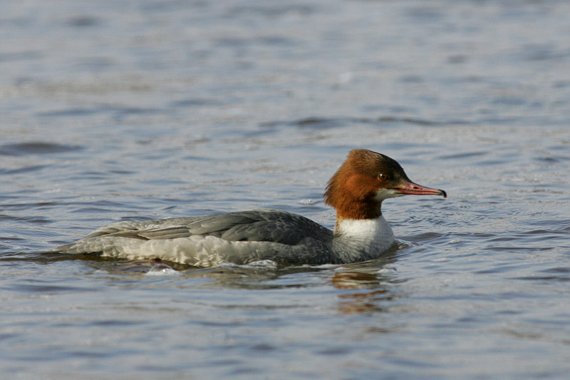Isokoskelo, Goosander (Mergus merganser)
