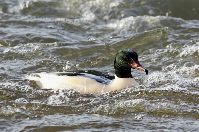 Isokoskelo, Goosander (Mergus merganser)