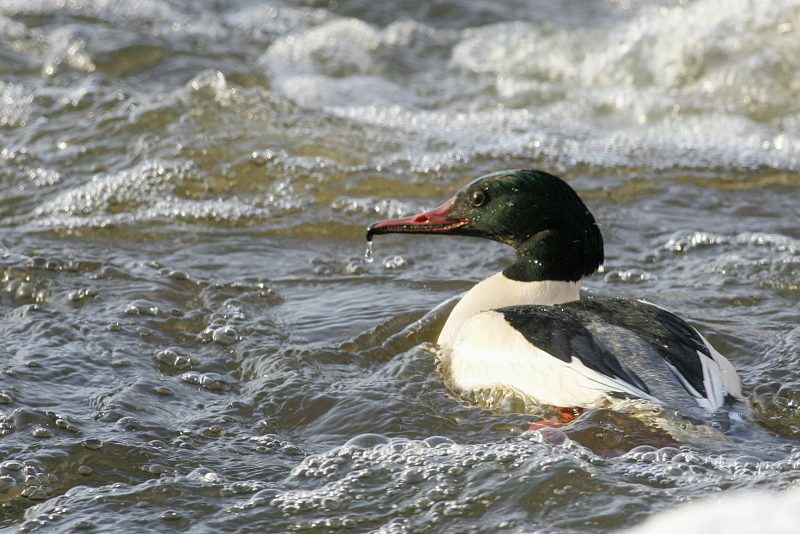 Isokoskelo, Goosander (Mergus merganser)