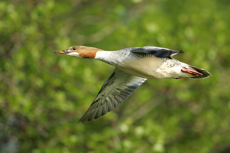 Isokoskelo, Goosander (Mergus merganser)