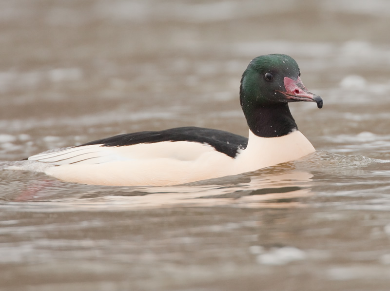 Isokoskelo, Goosander (Mergus merganser)