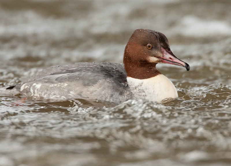 Isokoskelo, Goosander (Mergus merganser)
