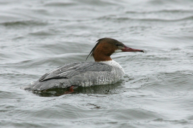 Isokoskelo, Goosander (Mergus merganser)