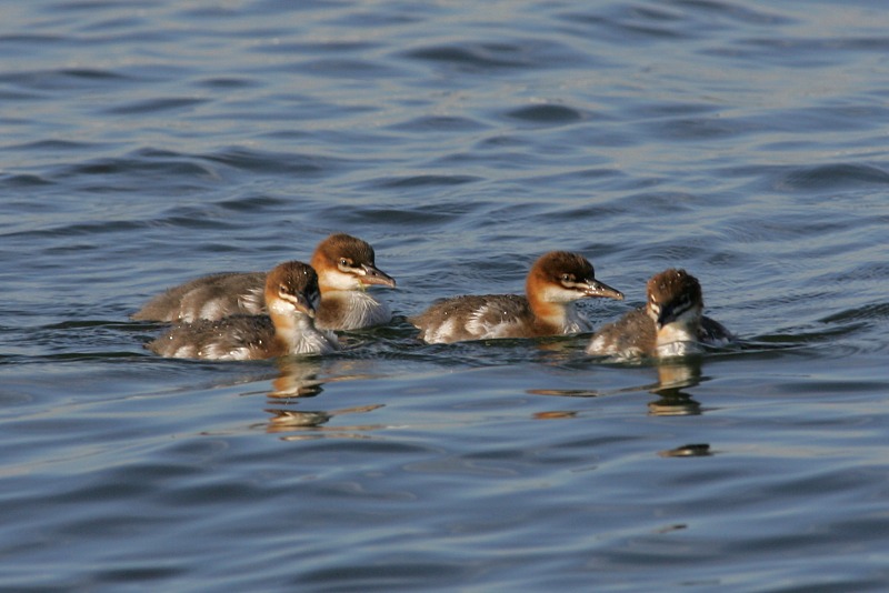 Isokoskelo, Goosander (Mergus merganser)