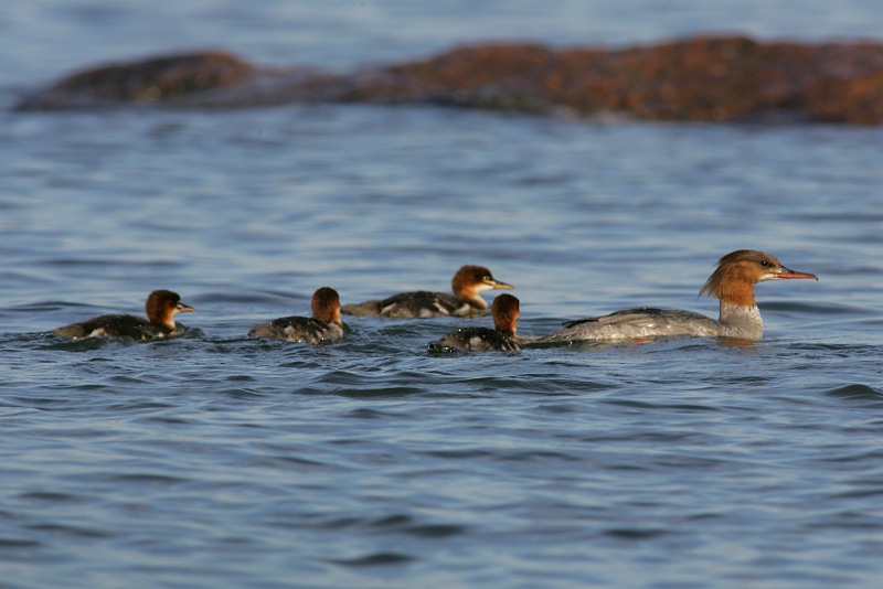 Isokoskelo, Goosander (Mergus merganser)