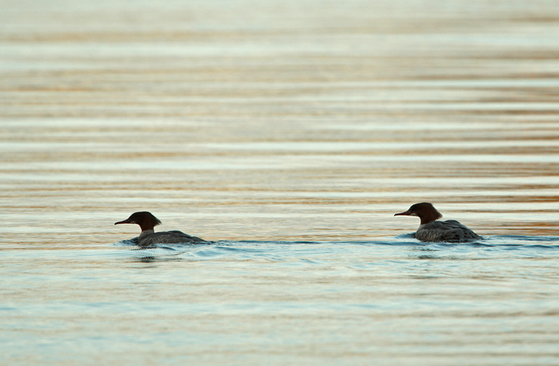 Isokoskelo, Goosander (Mergus merganser)
