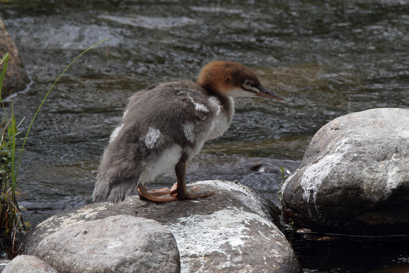 Isokoskelo, Goosander (Mergus merganser)