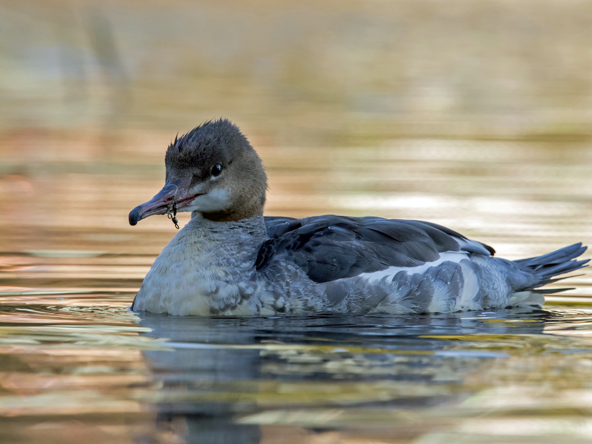 Isokoskelo, Goosander (Mergus merganser)