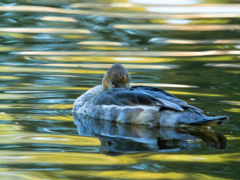 Isokoskelo, Goosander (Mergus merganser)