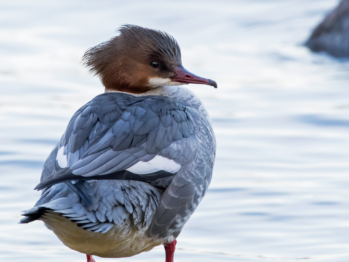 Isokoskelo, Goosander (Mergus merganser)