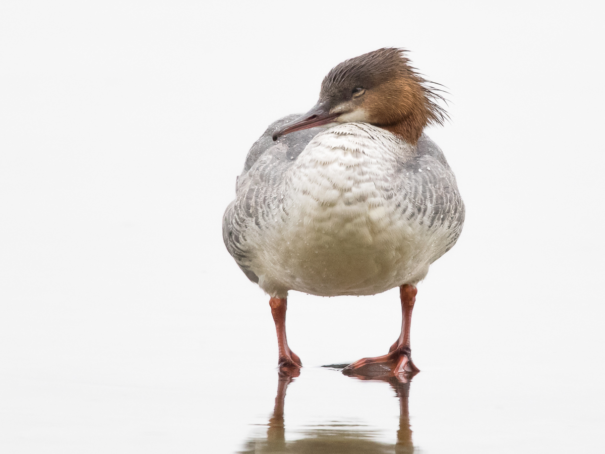 Isokoskelo, Goosander (Mergus merganser)