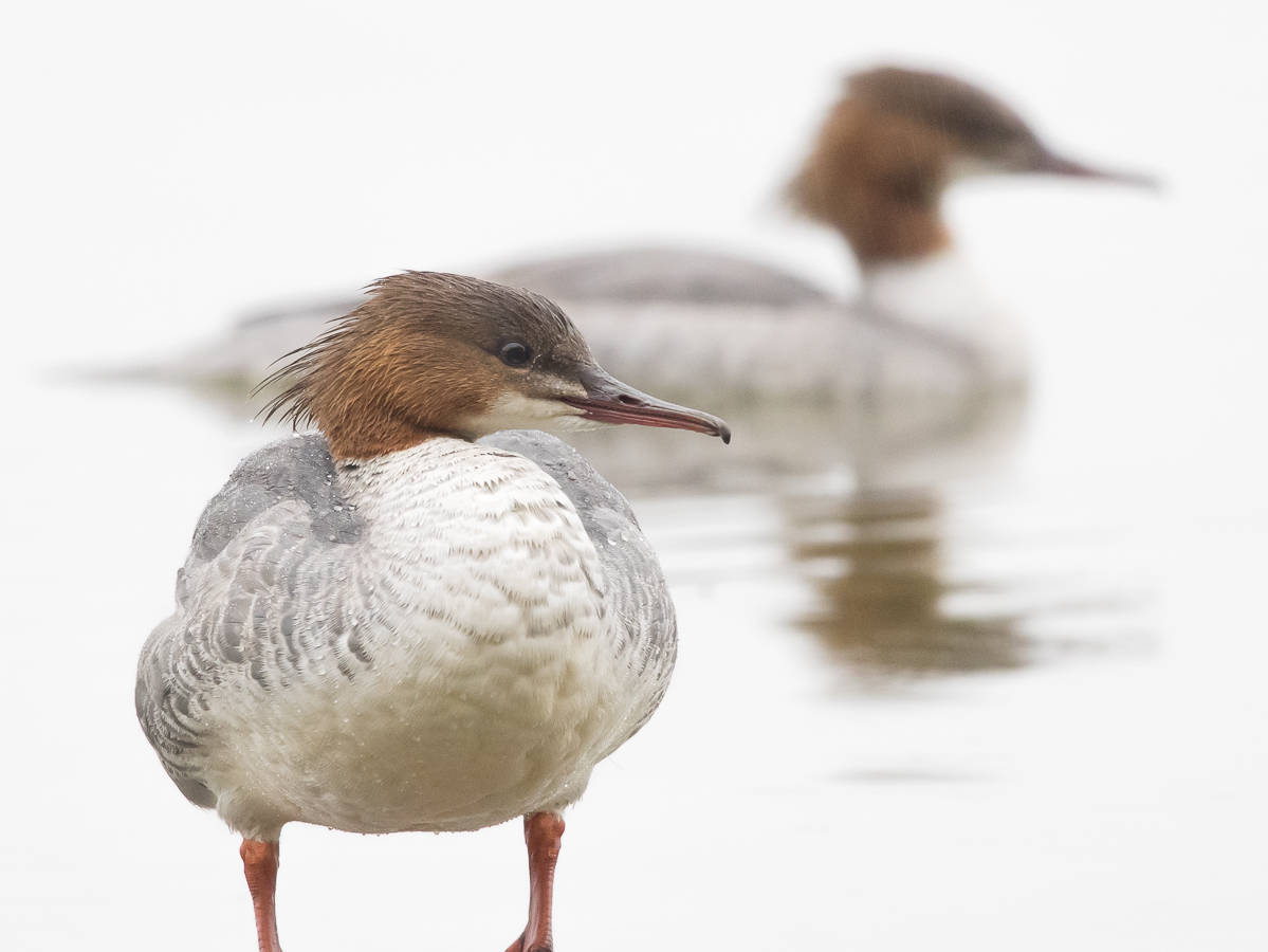 Isokoskelo, Goosander (Mergus merganser)