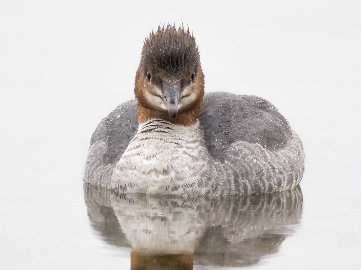 Isokoskelo, Goosander (Mergus merganser)