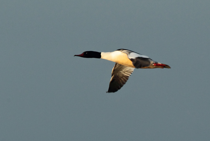 Isokoskelo, Goosander (Mergus merganser)