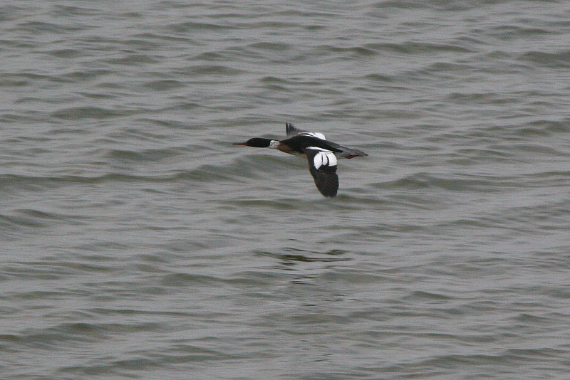 Tukkakoskelo, Red-breasted Merganser (Mergus serrator)
