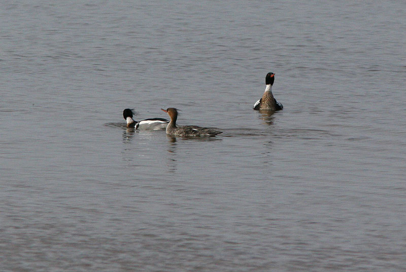 Tukkakoskelo, Red-breasted Merganser (Mergus serrator)