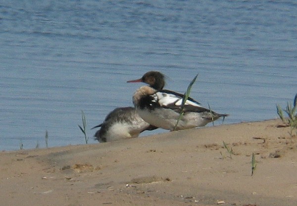 Tukkakoskelo