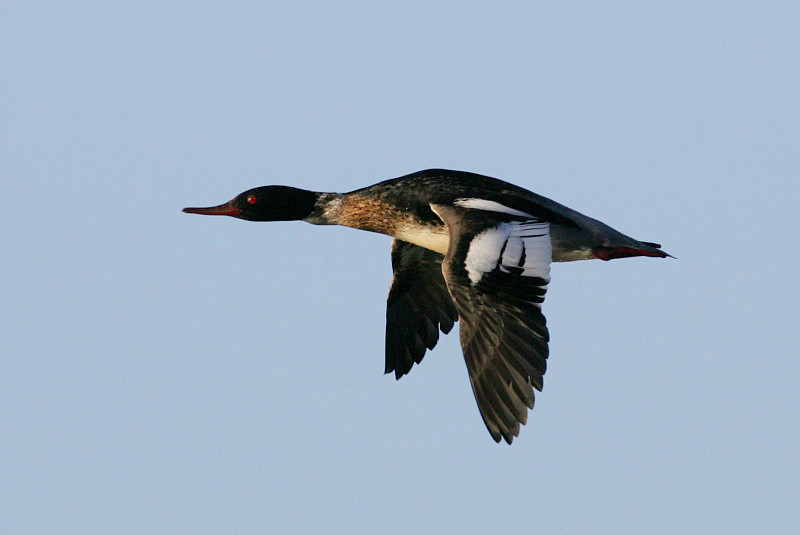 Tukkakoskelo, Red-breasted Merganser (Mergus serrator)