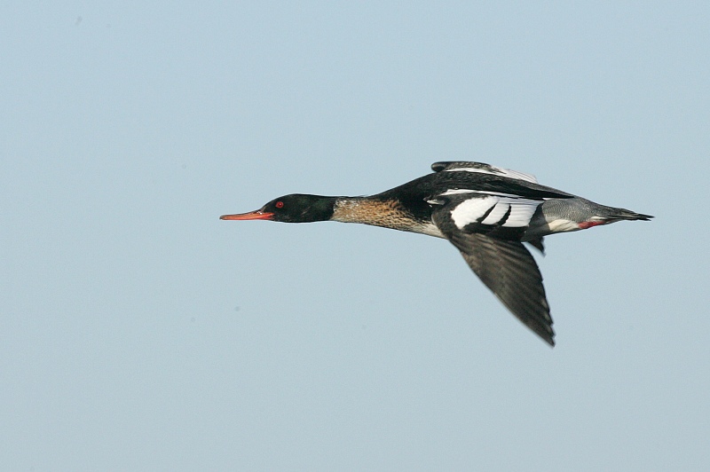 Tukkakoskelo, Red-breasted Merganser (Mergus serrator)