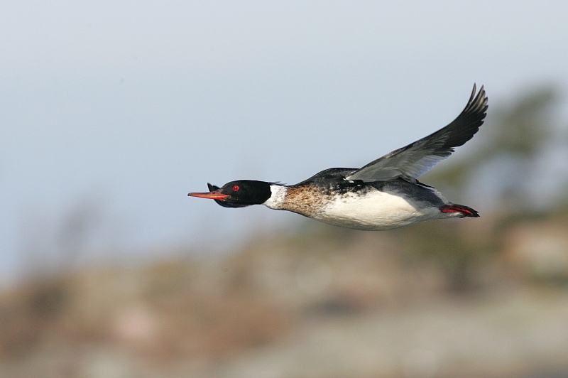 Tukkakoskelo, Red-breasted Merganser (Mergus serrator)