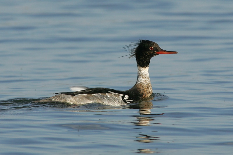 Tukkakoskelo, Red-breasted Merganser (Mergus serrator)