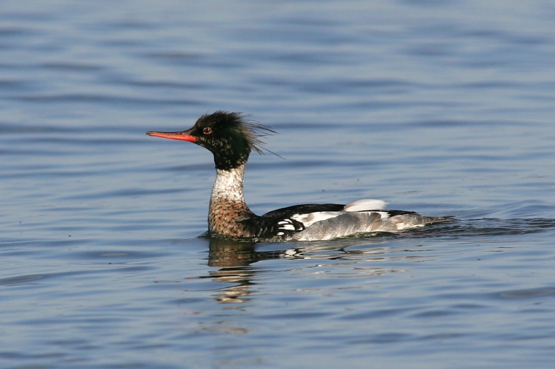 Tukkakoskelo, Red-breasted Merganser (Mergus serrator)