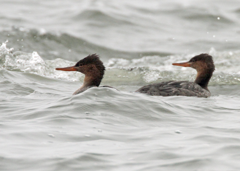 Tukkakoskelo, Red-breasted Merganser (Mergus serrator)