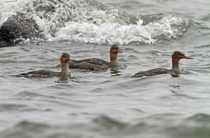 Tukkakoskelo, Red-breasted Merganser (Mergus serrator)