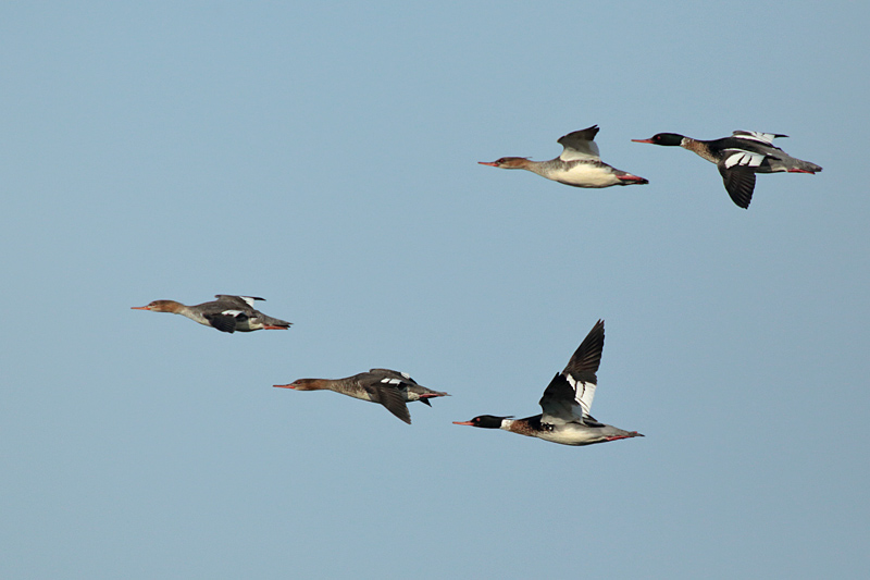 Tukkakoskelo, Red-breasted Merganser (Mergus serrator)