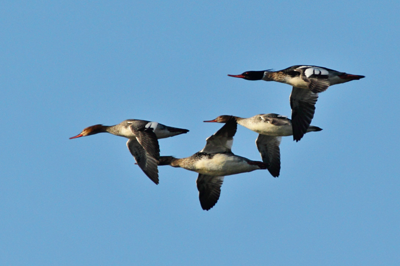 Tukkakoskelo, Red-breasted Merganser (Mergus serrator)