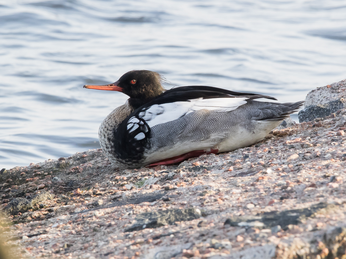 Tukkakoskelo, Red-breasted Merganser (Mergus serrator)