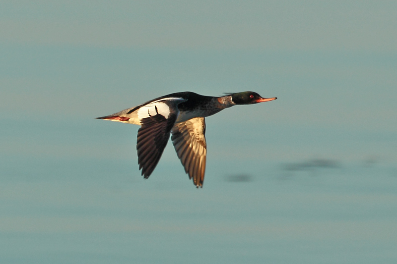 Tukkakoskelo, Red-breasted Merganser (Mergus serrator)