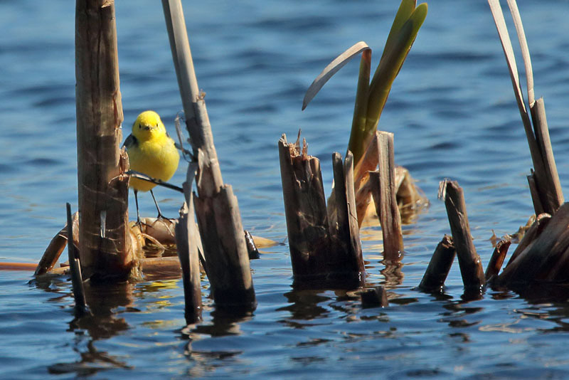 Sitruunav�st�r�kki Citrine Wagtail (Motacilla citreola)