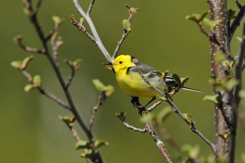 Sitruunav�st�r�kki Citrine Wagtail (Motacilla citreola)