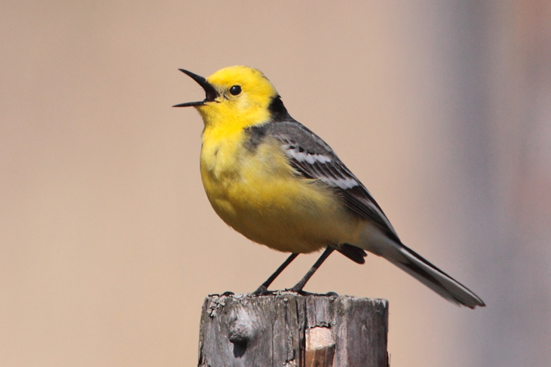 Sitruunav�st�r�kki Citrine Wagtail (Motacilla citreola)