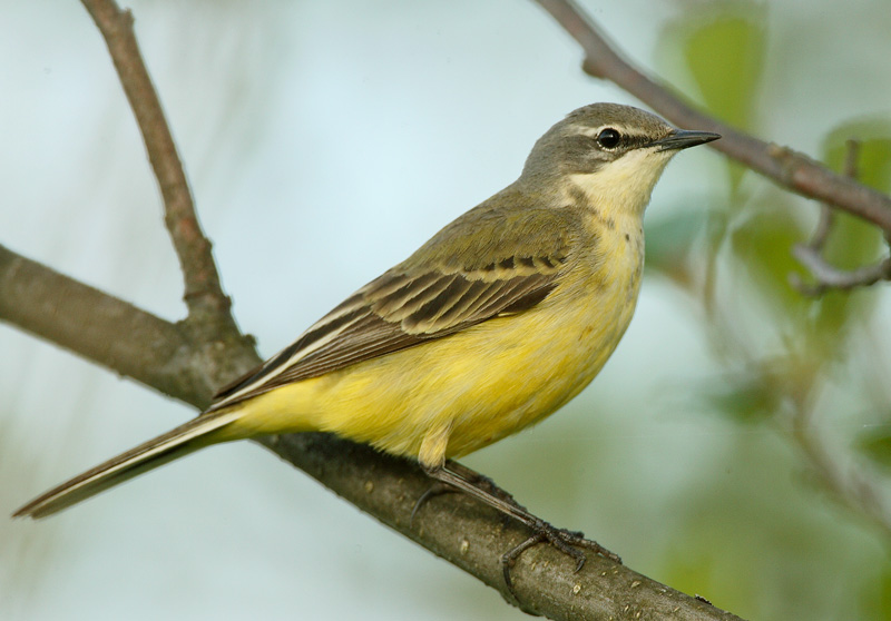 Keltav�st�r�kki Yellow Wagtail (Motacilla flava)