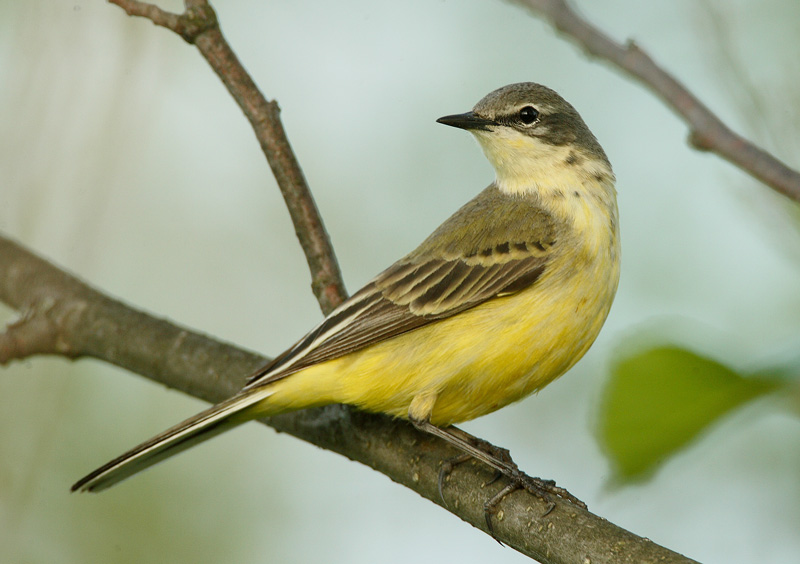 Keltav�st�r�kki Yellow Wagtail (Motacilla flava)