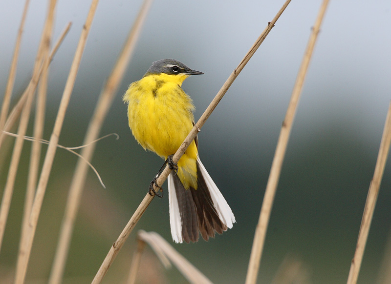 Keltav�st�r�kki Yellow Wagtail (Motacilla flava)