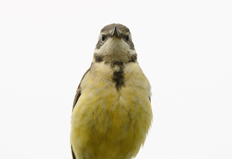 Keltav�st�r�kki Yellow Wagtail (Motacilla flava)