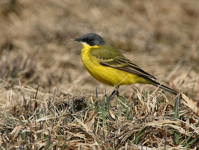 Keltav�st�r�kki Yellow Wagtail (Motacilla flava)
