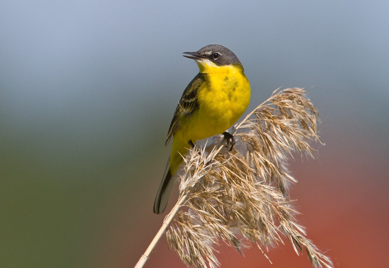 Keltav�st�r�kki Yellow Wagtail (Motacilla flava)