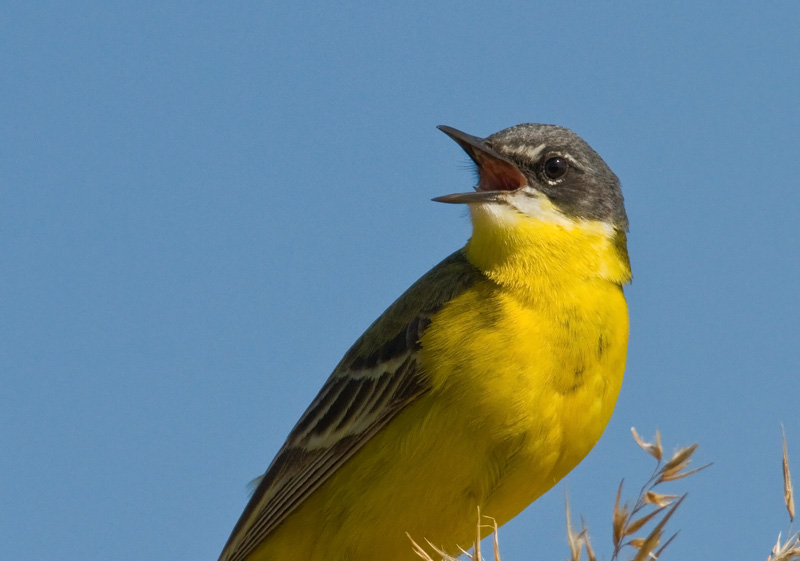 Keltav�st�r�kki Yellow Wagtail (Motacilla flava)