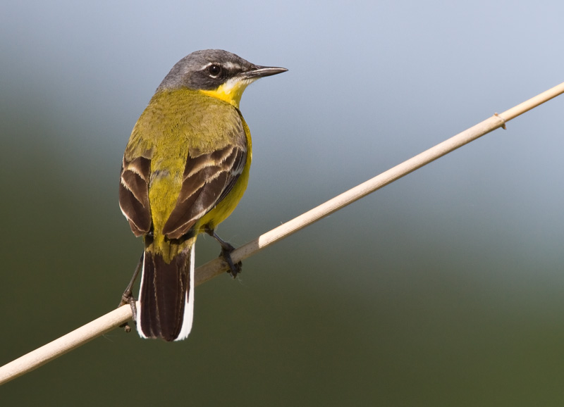 Keltav�st�r�kki Yellow Wagtail (Motacilla flava)