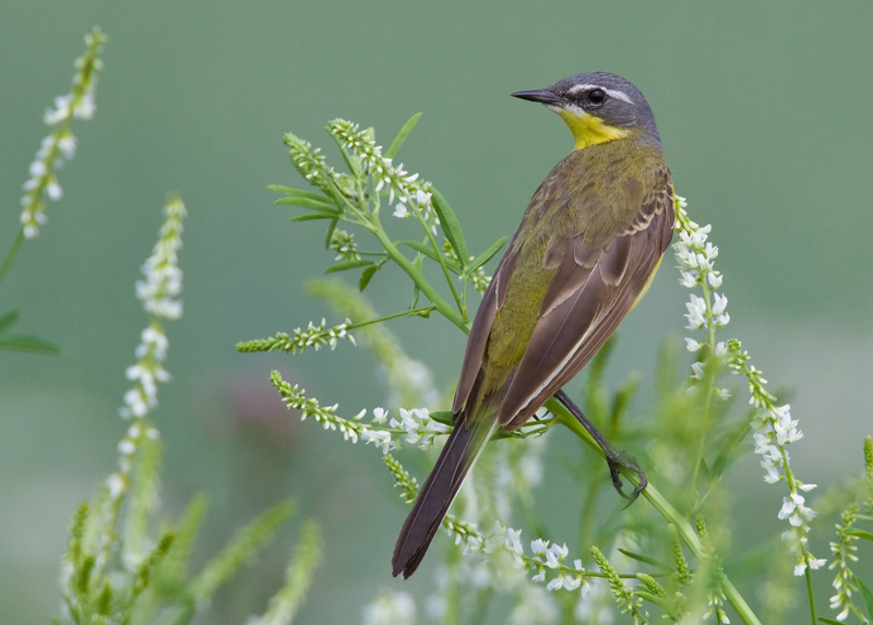 Keltav�st�r�kki Yellow Wagtail (Motacilla flava)