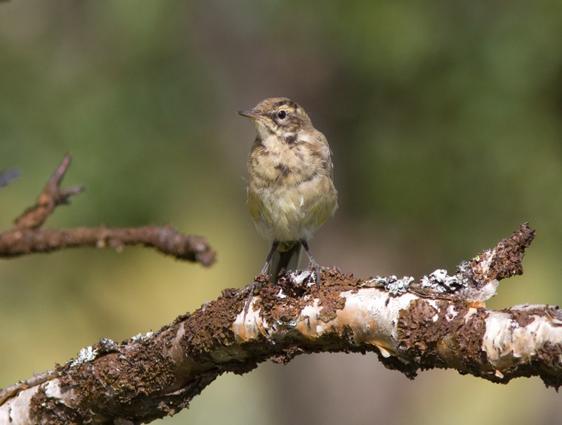 Keltav�st�r�kki Yellow Wagtail (Motacilla flava)