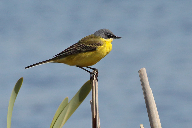 Keltav�st�r�kki Yellow Wagtail (Motacilla flava)