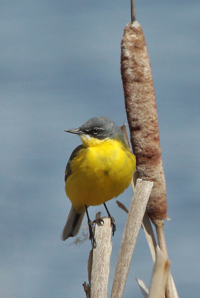 Keltav�st�r�kki Yellow Wagtail (Motacilla flava)