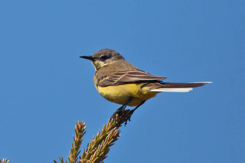 Keltav�st�r�kki Yellow Wagtail (Motacilla flava)