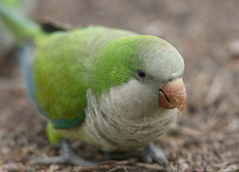 Munkkiaratti