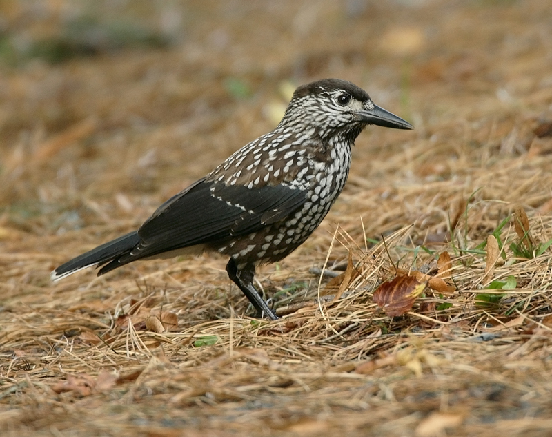 P�hkin�hakki Nucifraga caryocatactes